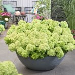 Hortenzia metlinatá (Hydrangea paniculata) ´GROUNDBREAKER® GREENY´ by LIVING CREATIONS®´ - výška 20-30 cm, kont. C1,5L